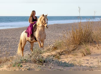 Andaluces, Caballo castrado, 15 años, 161 cm, Palomino