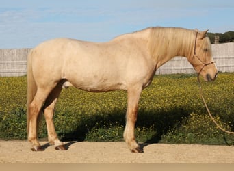 Andaluces, Caballo castrado, 15 años, 161 cm, Palomino