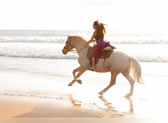 Andaluces, Caballo castrado, 15 años, 161 cm, Palomino