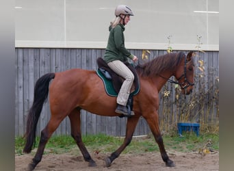 Andaluces Mestizo, Caballo castrado, 15 años, 164 cm, Castaño