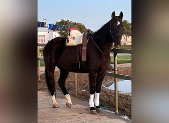 Andaluces, Caballo castrado, 15 años, 165 cm, Castaño oscuro