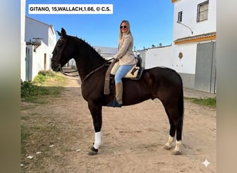 Andaluces, Caballo castrado, 15 años, 165 cm, Castaño oscuro