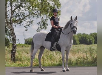 Andaluces Mestizo, Caballo castrado, 15 años, 165 cm, Tordo picazo