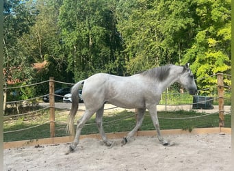 Andaluces, Caballo castrado, 15 años, 165 cm, Tordo picazo