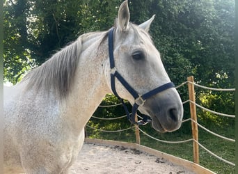 Andaluces, Caballo castrado, 15 años, 165 cm, Tordo picazo