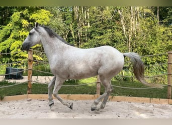 Andaluces, Caballo castrado, 15 años, 165 cm, Tordo picazo