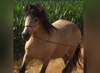 Andaluces, Caballo castrado, 16 años, 156 cm, Buckskin/Bayo