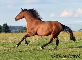 Andaluces, Caballo castrado, 16 años, 165 cm, Castaño