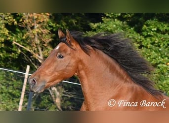Andaluces, Caballo castrado, 16 años, 165 cm, Castaño