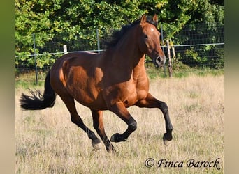 Andaluces, Caballo castrado, 16 años, 165 cm, Castaño