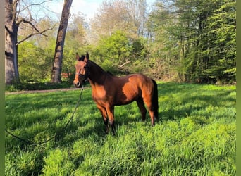 Andaluces Mestizo, Caballo castrado, 16 años, 165 cm, Castaño
