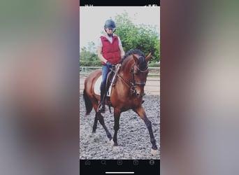Andaluces, Caballo castrado, 17 años, 155 cm, Castaño