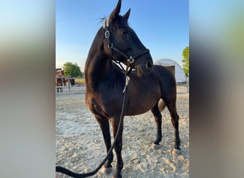 Andaluces, Caballo castrado, 17 años, 164 cm, Negro