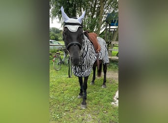 Andaluces, Caballo castrado, 17 años, 164 cm, Negro