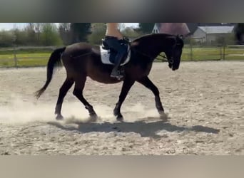 Andaluces, Caballo castrado, 17 años, 164 cm, Negro