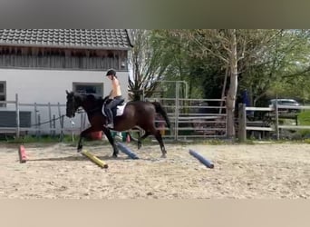 Andaluces, Caballo castrado, 17 años, 164 cm, Negro