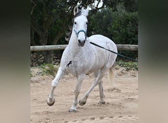 Andaluces Mestizo, Caballo castrado, 18 años, 154 cm, Tordo