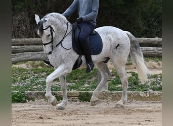 Andaluces Mestizo, Caballo castrado, 18 años, 154 cm, Tordo