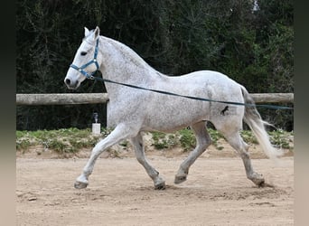 Andaluces Mestizo, Caballo castrado, 18 años, 154 cm, Tordo