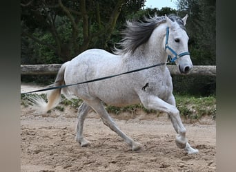 Andaluces Mestizo, Caballo castrado, 18 años, 154 cm, Tordo