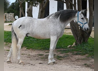 Andaluces Mestizo, Caballo castrado, 18 años, 154 cm, Tordo