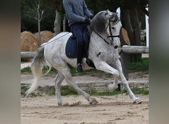 Andaluces Mestizo, Caballo castrado, 18 años, 154 cm, Tordo