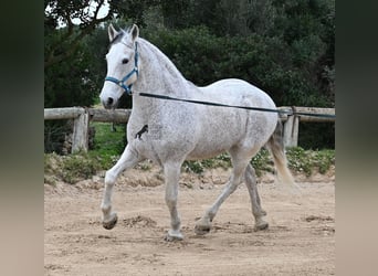 Andaluces Mestizo, Caballo castrado, 18 años, 154 cm, Tordo