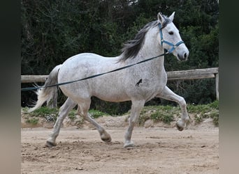 Andaluces Mestizo, Caballo castrado, 18 años, 154 cm, Tordo