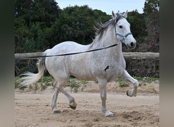 Andaluces Mestizo, Caballo castrado, 18 años, 154 cm, Tordo