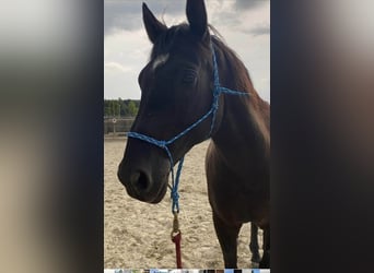 Andaluces, Caballo castrado, 18 años, 164 cm, Negro