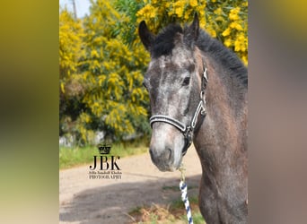 Andaluces, Caballo castrado, 1 año, 152 cm, Tordo