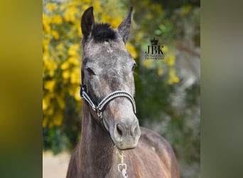 Andaluces, Caballo castrado, 1 año, 152 cm, Tordo