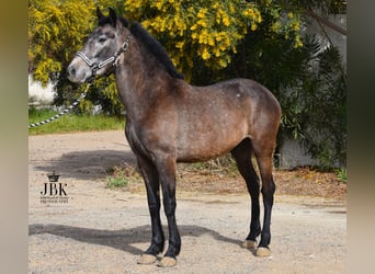 Andaluces, Caballo castrado, 1 año, 152 cm, Tordo