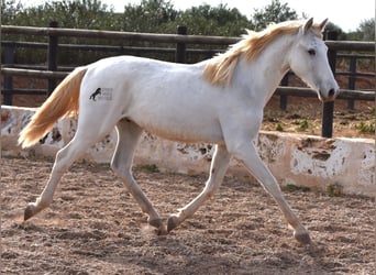 Andaluces, Caballo castrado, 1 año, 162 cm, Tordo