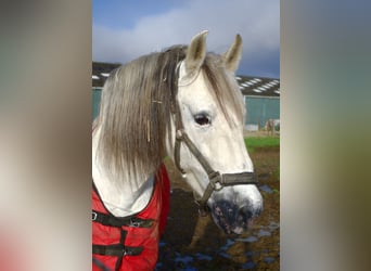 Andaluces, Caballo castrado, 22 años, 160 cm, Tordo