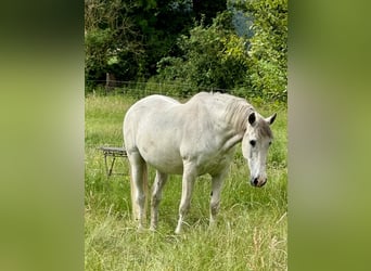 Andaluces, Caballo castrado, 26 años, 158 cm, Tordo