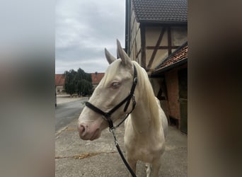 Andaluces, Caballo castrado, 2 años, 145 cm, Perla