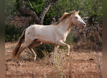 Andaluces, Caballo castrado, 2 años, 149 cm, Perlino