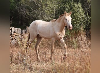 Andaluces, Caballo castrado, 2 años, 149 cm, Perlino