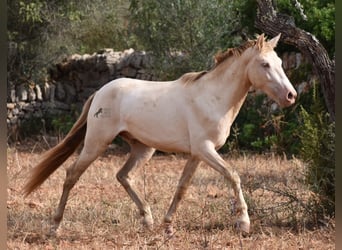 Andaluces, Caballo castrado, 2 años, 149 cm, Perlino
