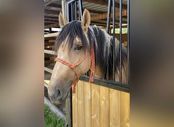 Andaluces, Caballo castrado, 2 años, 151 cm, Buckskin/Bayo