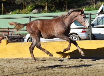 Andaluces, Caballo castrado, 2 años, 154 cm, Tordo