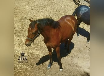 Andaluces, Caballo castrado, 2 años, 156 cm, Castaño