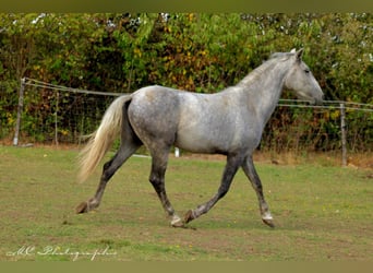 Andaluces, Caballo castrado, 2 años, 156 cm, Tordo