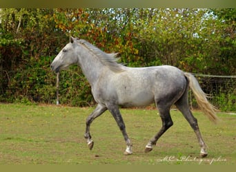 Andaluces, Caballo castrado, 2 años, 156 cm, Tordo