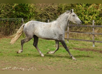 Andaluces, Caballo castrado, 2 años, 156 cm, Tordo