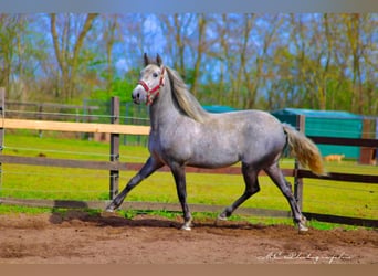 Andaluces, Caballo castrado, 2 años, 156 cm, Tordo