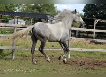 Andaluces, Caballo castrado, 2 años, 156 cm, Tordo