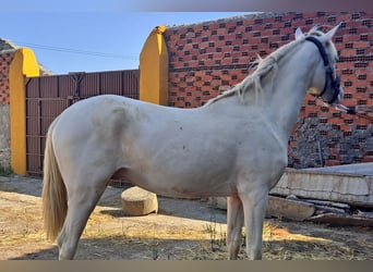 Andaluces, Caballo castrado, 2 años, 157 cm, Cremello