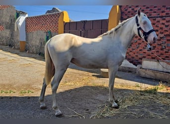 Andaluces, Caballo castrado, 2 años, 157 cm, Cremello